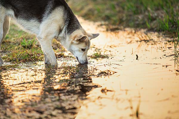 Hund und Wasser